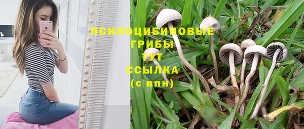 PSILOCYBIN Зеленодольск